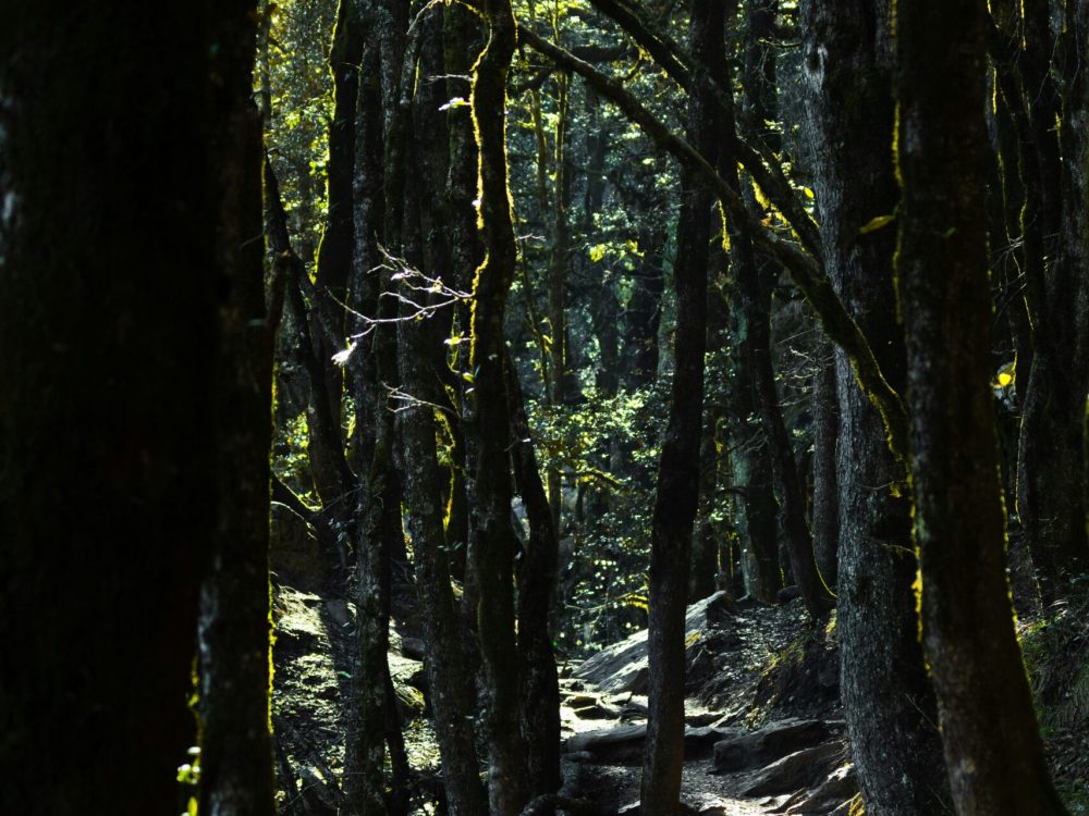 dhruvin-pandya-4f7kUHoTYe8-unsplash