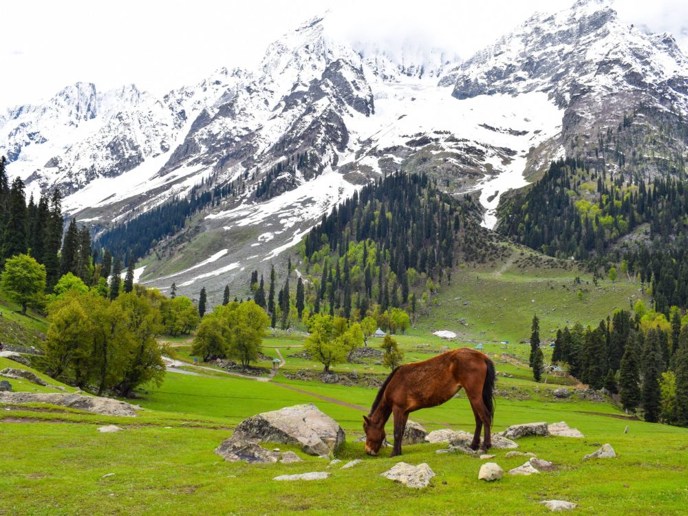 praneet-kumar-H8dcf-v98mA-unsplash